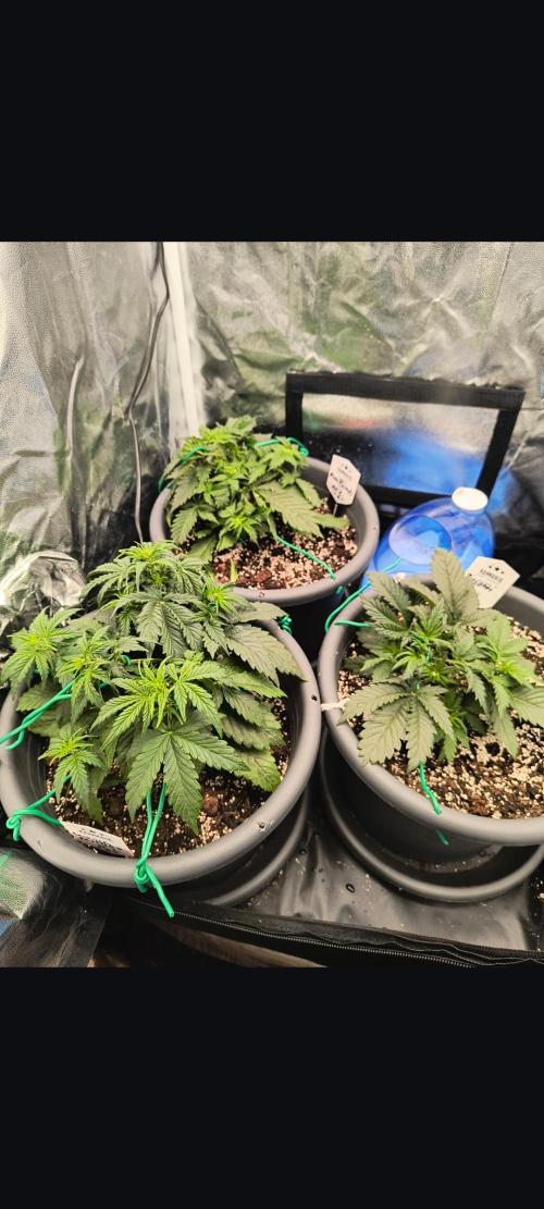 Starfire's garden. Week 4