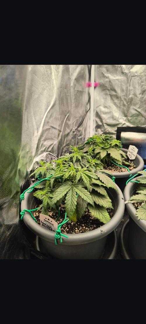 Starfire's garden. Week 4