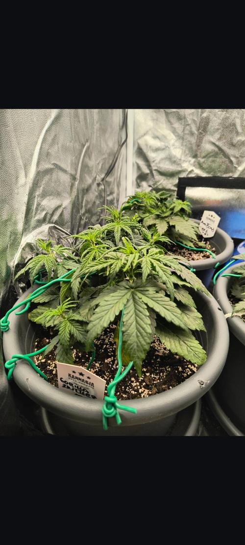 Starfire's garden. Week 4