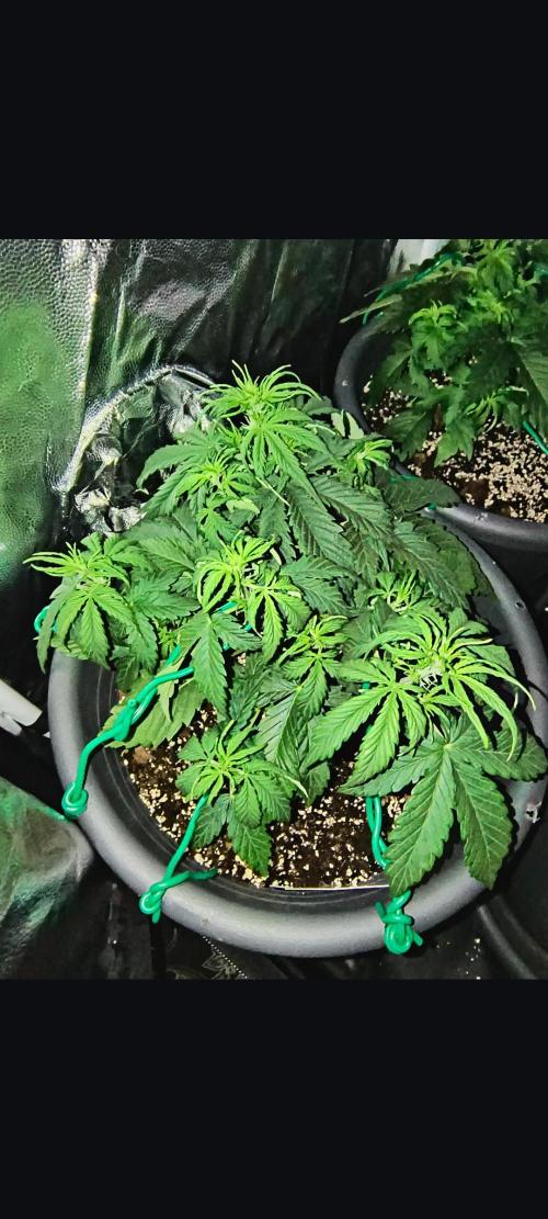 Starfire's garden. Week 4