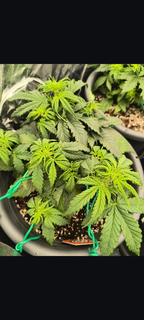 Starfire's garden. Week 4