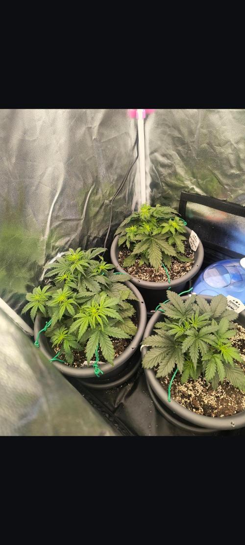 Starfire's garden. Week 4