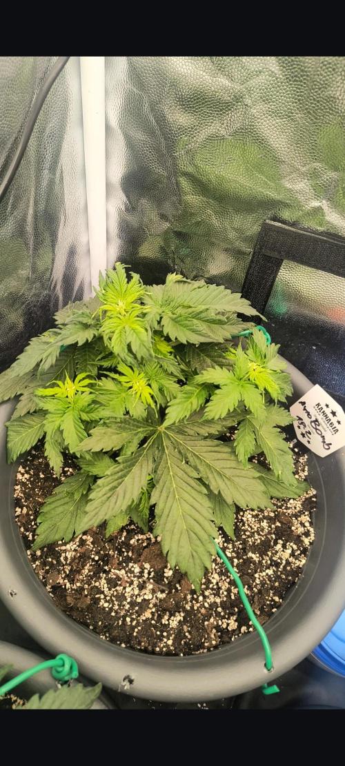 Starfire's garden. Week 4