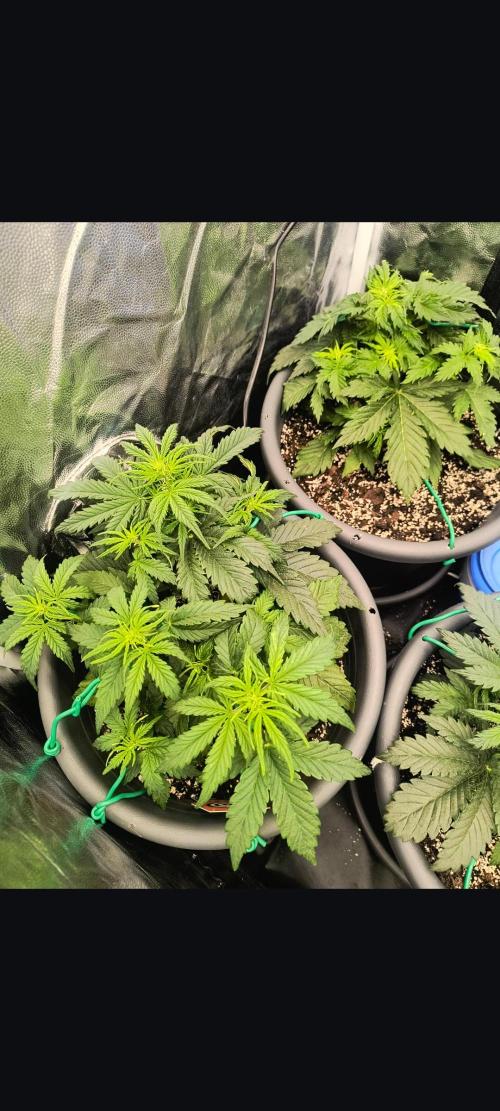 Starfire's garden. Week 4