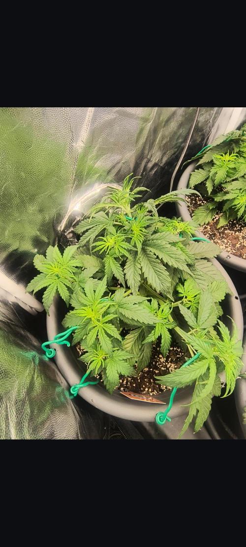 Starfire's garden. Week 4