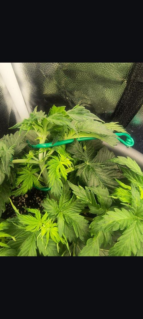 Starfire's garden. Week 4