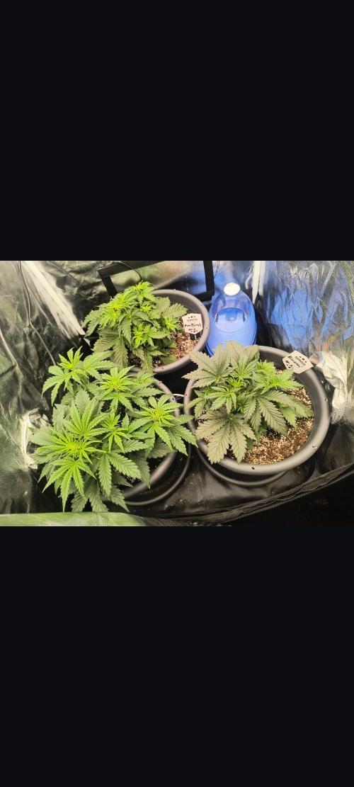 Starfire's garden. Week 4
