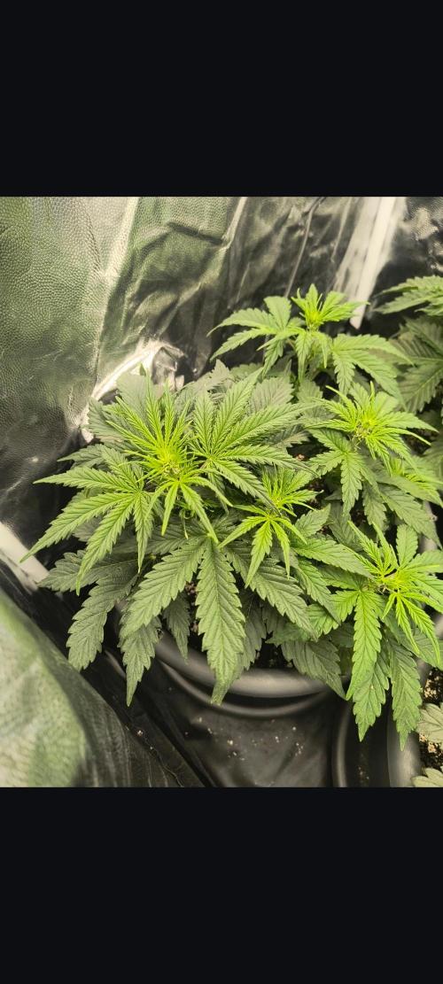 Starfire's garden. Week 4