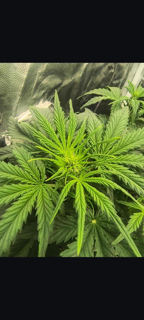 Starfire's garden. Week 4