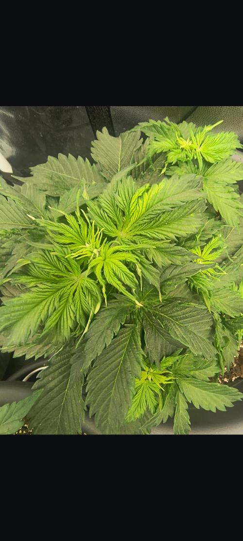 Starfire's garden. Week 4