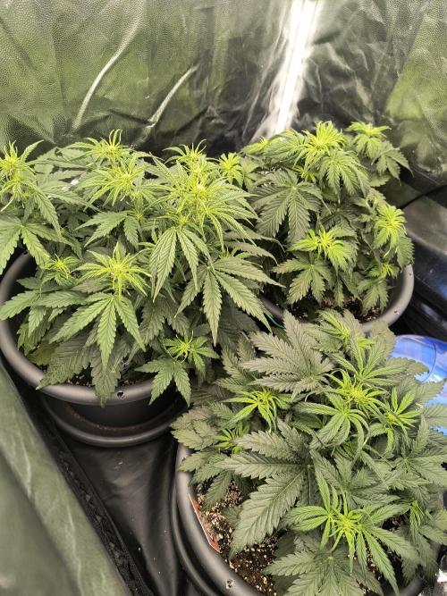 Starfire's garden. Week 5
