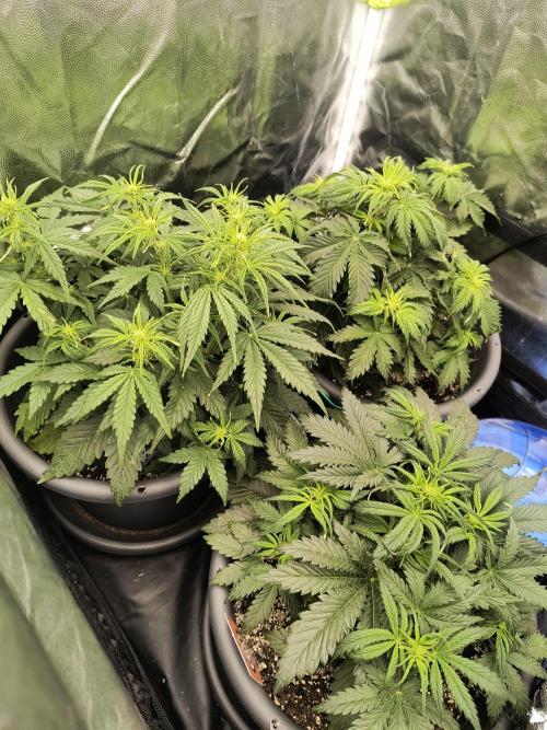 Starfire's garden. Week 5