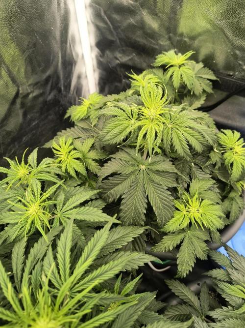 Starfire's garden. Week 5