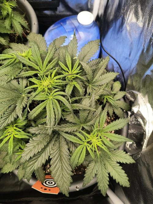 Starfire's garden. Week 5