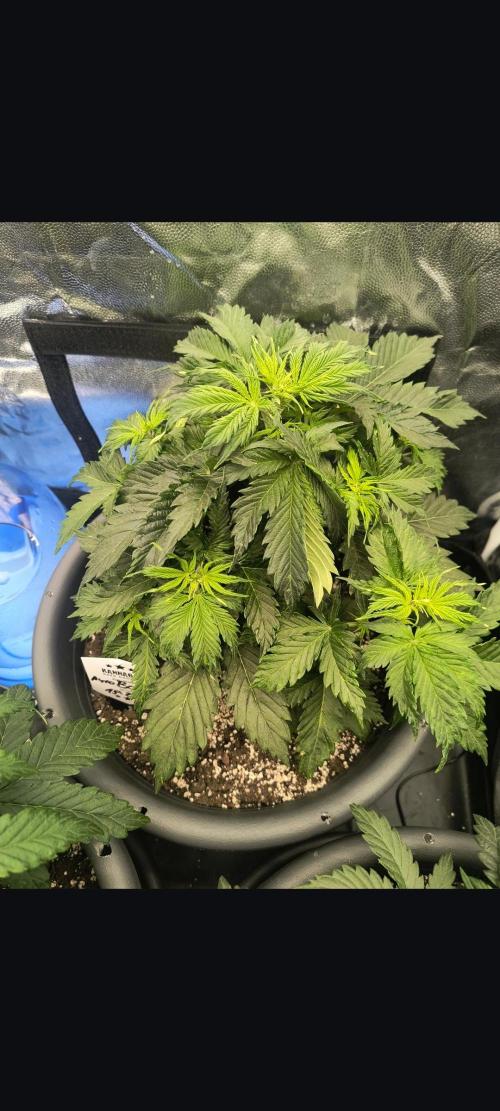 Starfire's garden. Week 5