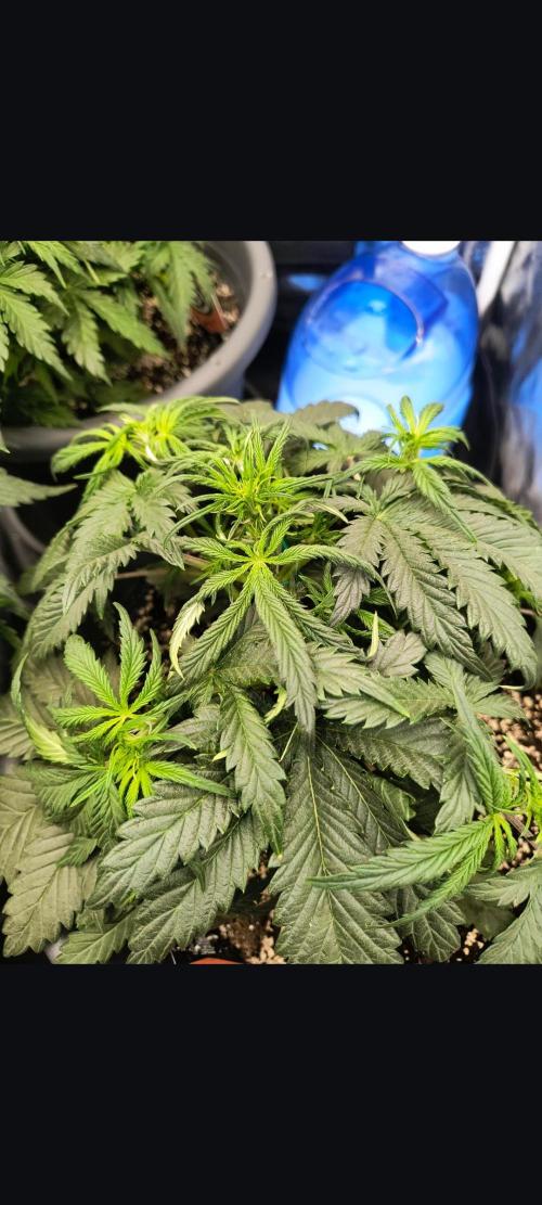 Starfire's garden. Week 5