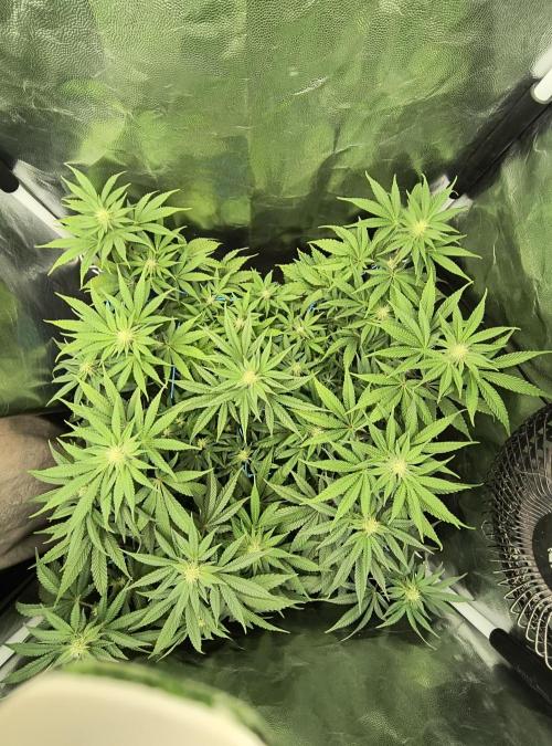 😱starfireonfire. Week 3