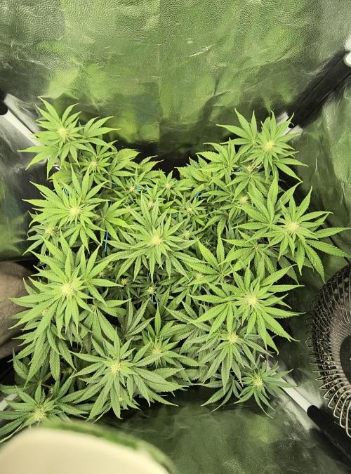 😱starfireonfire. Week 3