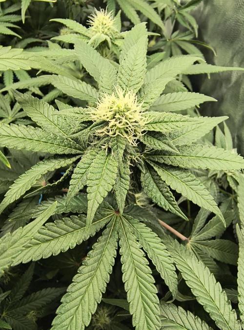 😱starfireonfire. Week 4