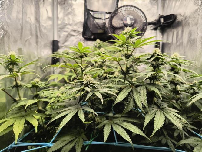 😱starfireonfire. Week 4
