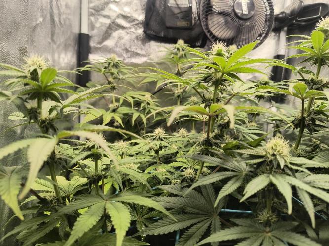😱starfireonfire. Week 4
