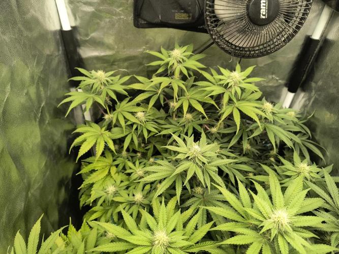 😱starfireonfire. Week 4