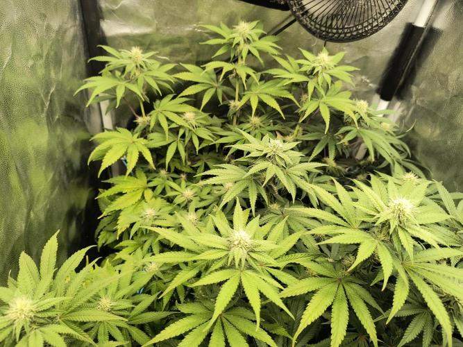 😱starfireonfire. Week 4