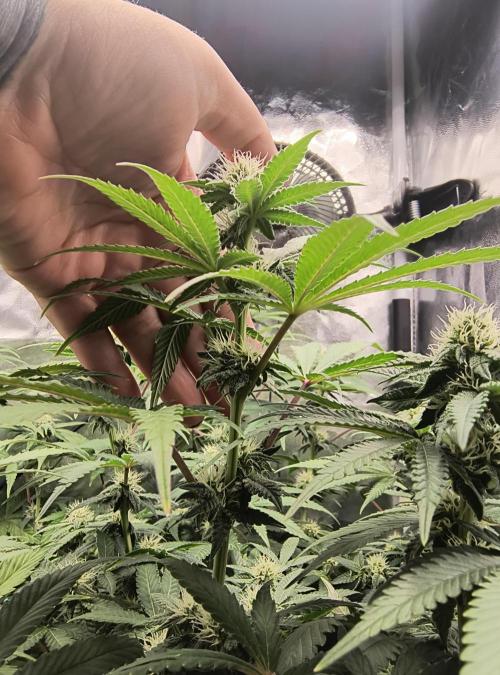 😱starfireonfire. Week 4