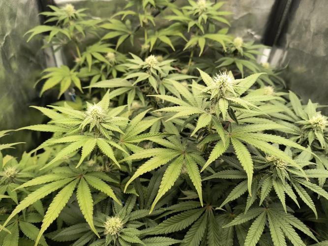 😱starfireonfire. Week 4