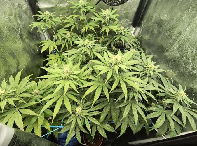 😱starfireonfire. Week 4