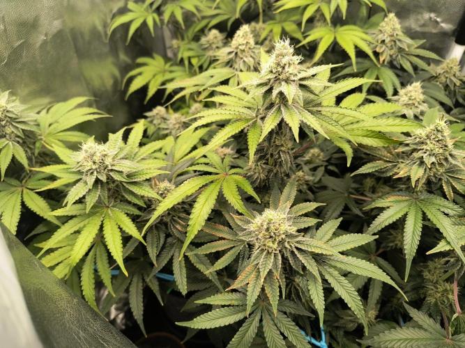 😱starfireonfire. Week 6