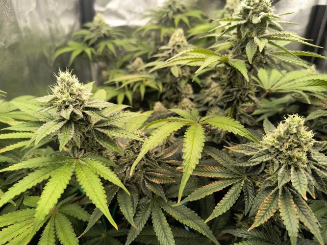 😱starfireonfire. Week 6