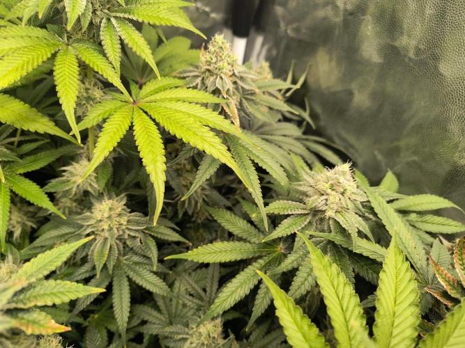 😱starfireonfire. Week 6