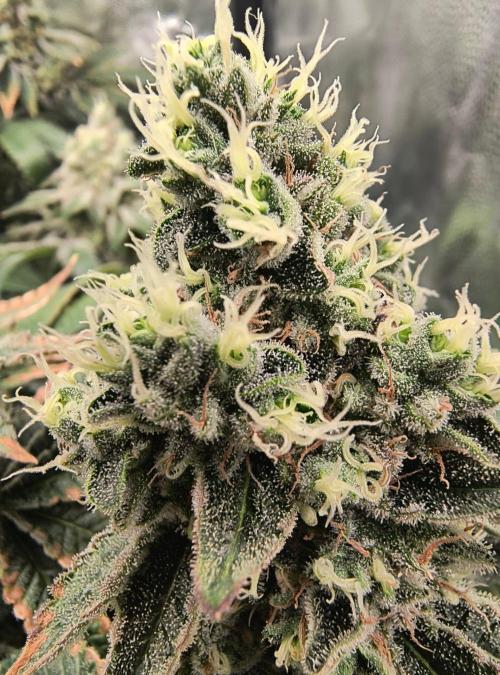 😱starfireonfire. Week 7