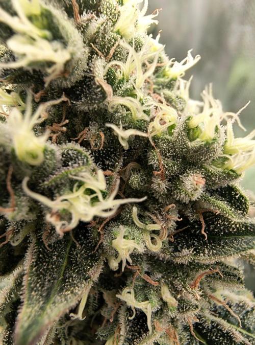 😱starfireonfire. Week 7