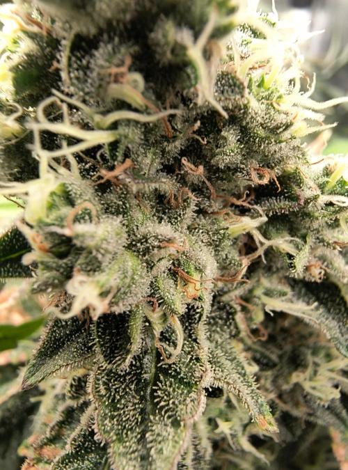😱starfireonfire. Week 7