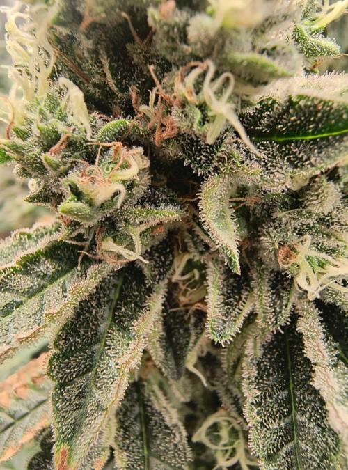 😱starfireonfire. Week 7