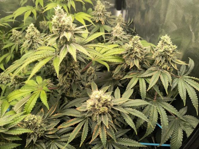 😱starfireonfire. Week 7