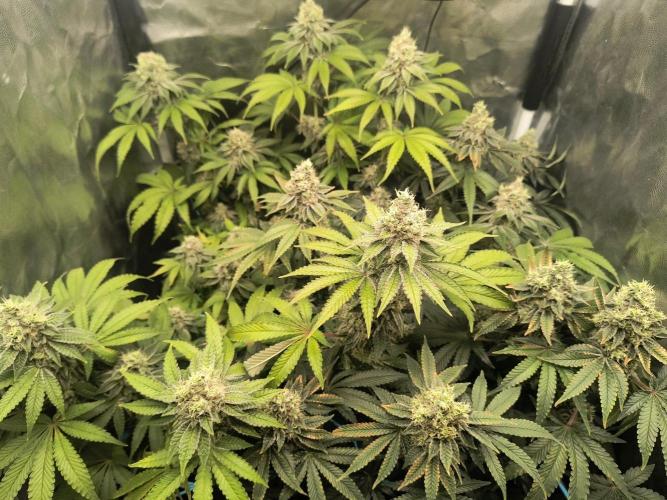 😱starfireonfire. Week 7