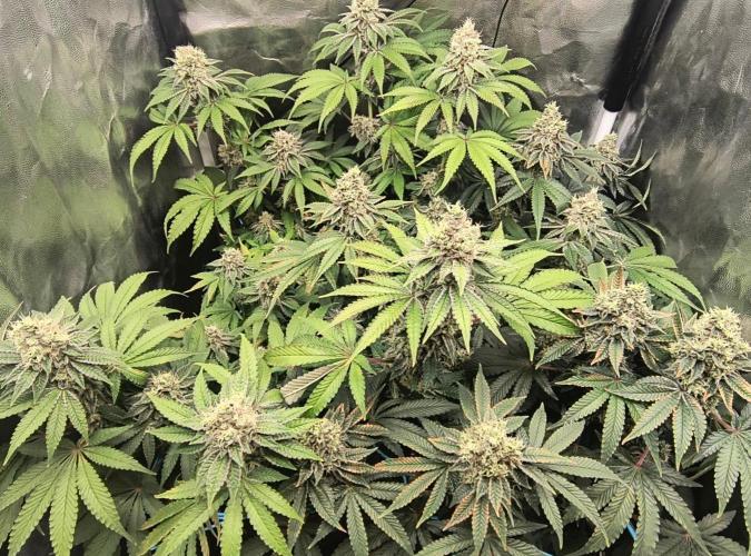 😱starfireonfire. Week 7