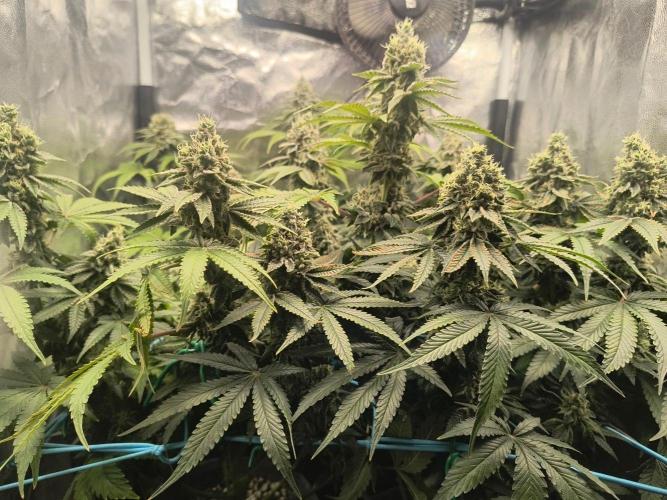 😱starfireonfire. Week 7