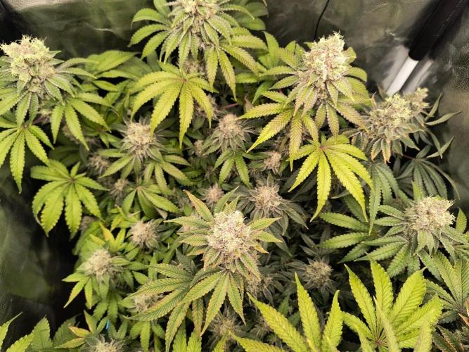 😱starfireonfire. Week 8