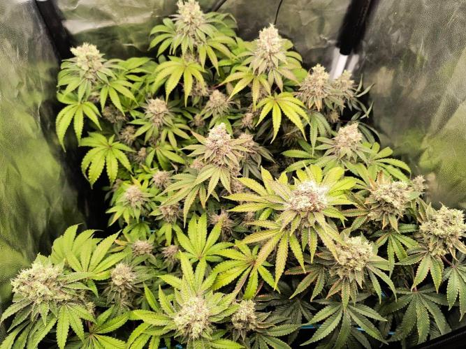 😱starfireonfire. Week 8