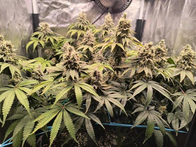 😱starfireonfire. Week 8