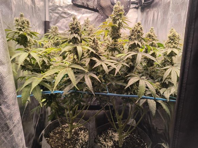 😱starfireonfire. Week 8