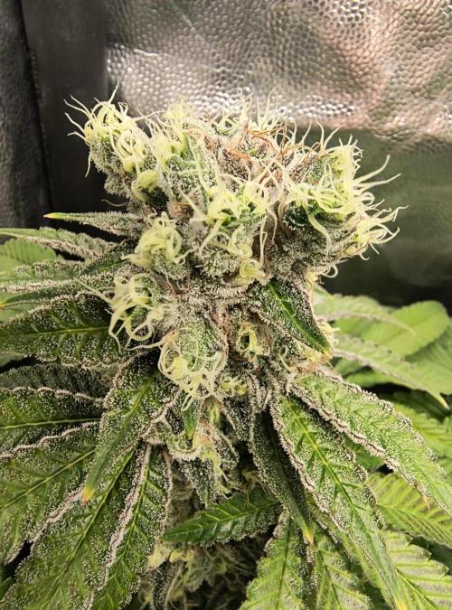 😱starfireonfire. Week 8