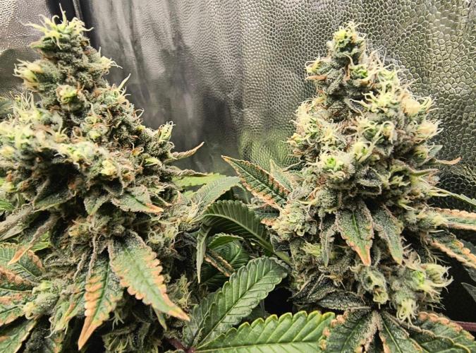 😱starfireonfire. Week 8