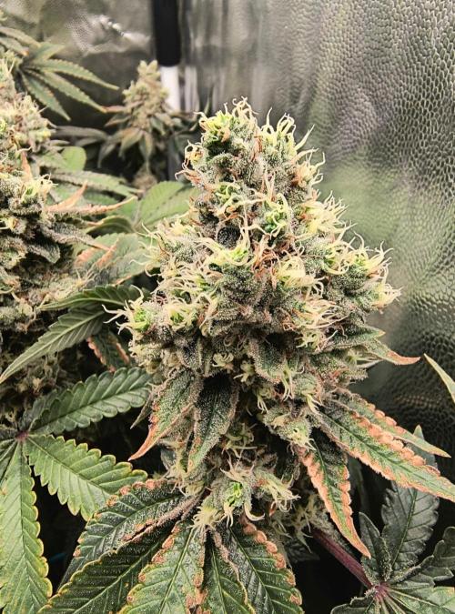 😱starfireonfire. Week 8