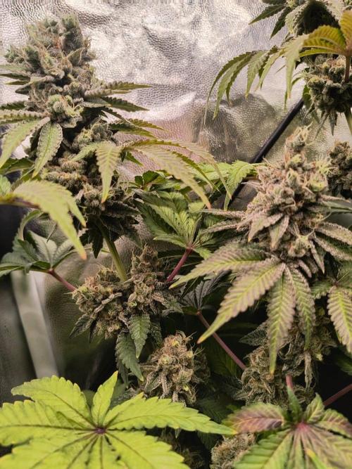 😱starfireonfire. Week 9