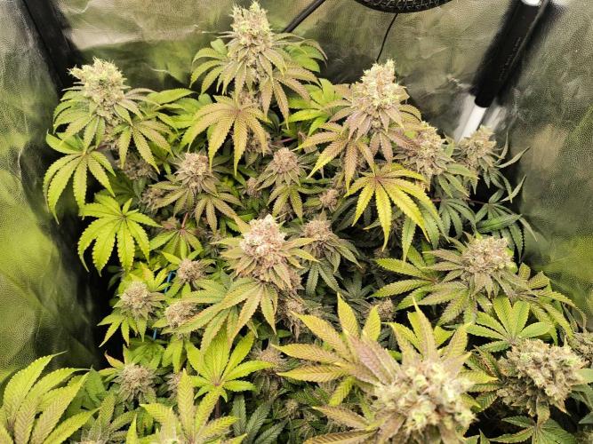 😱starfireonfire. Week 9